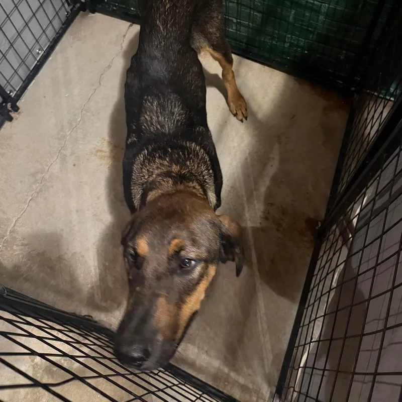 An adult large-sized male Black Coonhound dog named Hank for adoption in Birmingham, AL