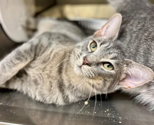 A baby small-sized female Domestic Short Hair cat named Daphne for adoption in York, SC