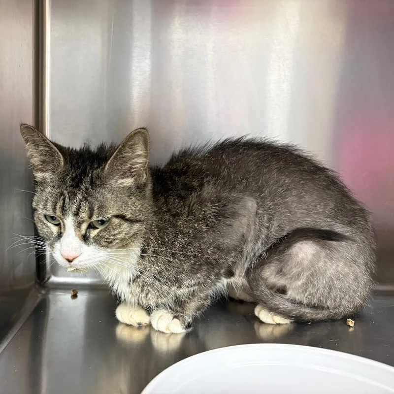 An adult medium-sized female Domestic Short Hair cat named Goard for adoption in Newark, NJ