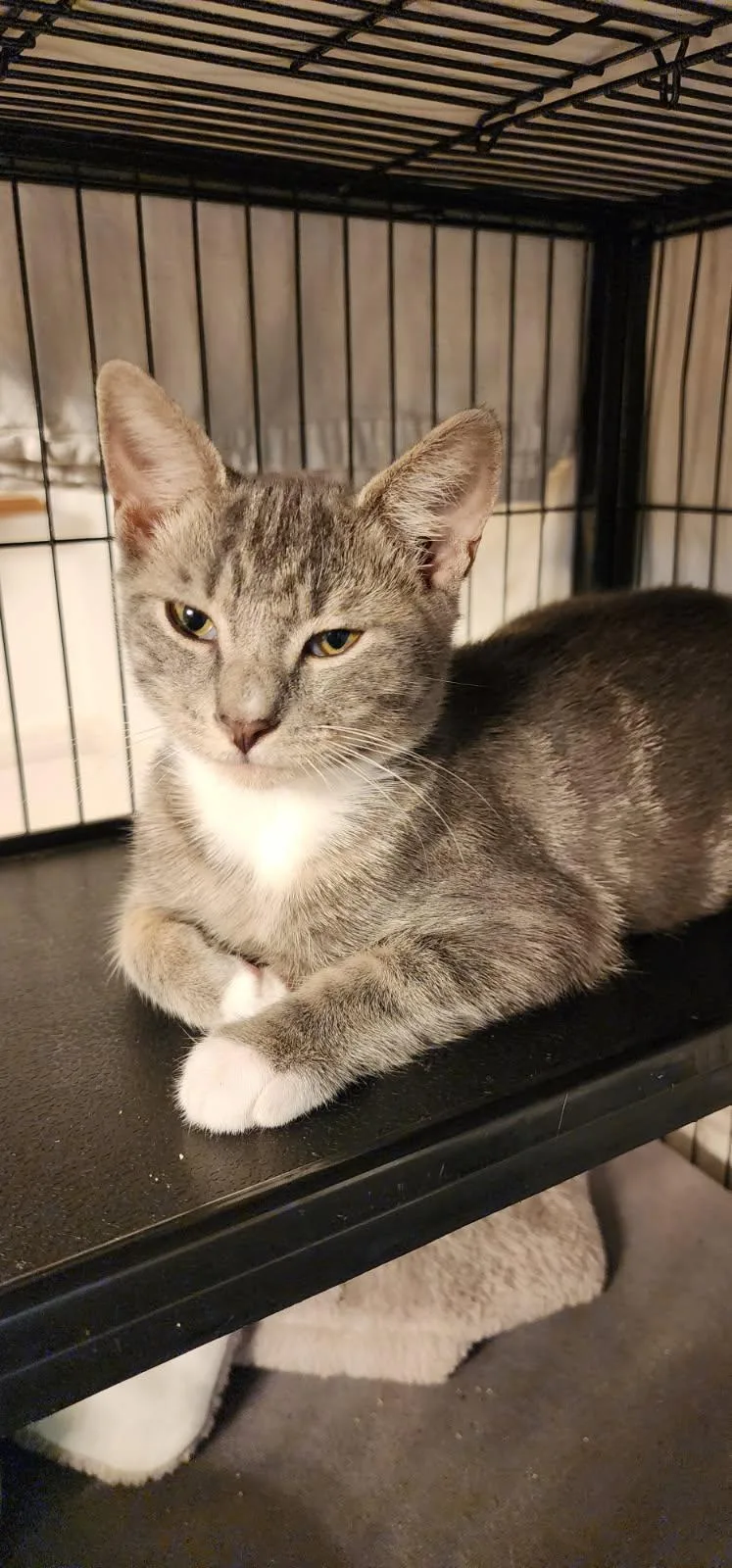 A young medium-sized male Domestic Short Hair cat named Silver for adoption in Tampa, FL
