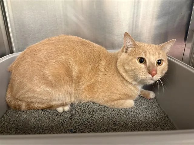 A young medium-sized male Domestic Short Hair cat named Beamer for adoption in Minneapolis, MN