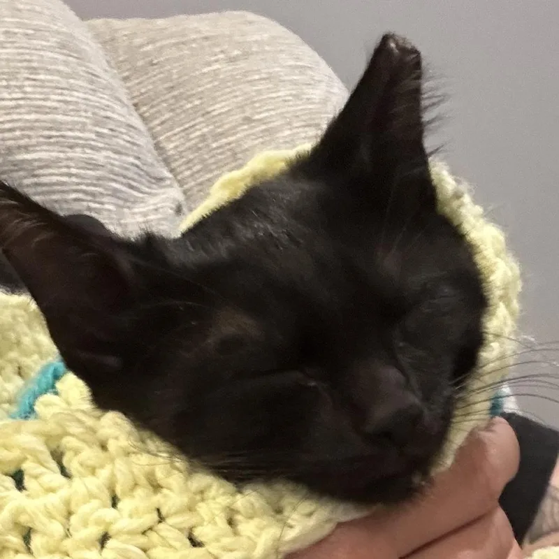 A baby small-sized female Black Domestic Short Hair cat named Zoey for adoption in Overland Park, KS