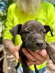 A baby medium-sized female Mixed Breed dog named Pansy for adoption in West Chester, PA