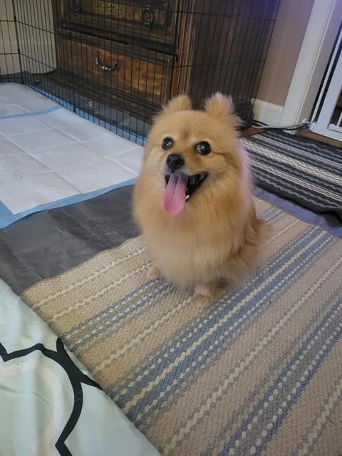 A senior small-sized female Pomeranian dog named Dolce for adoption in Methuen, MA