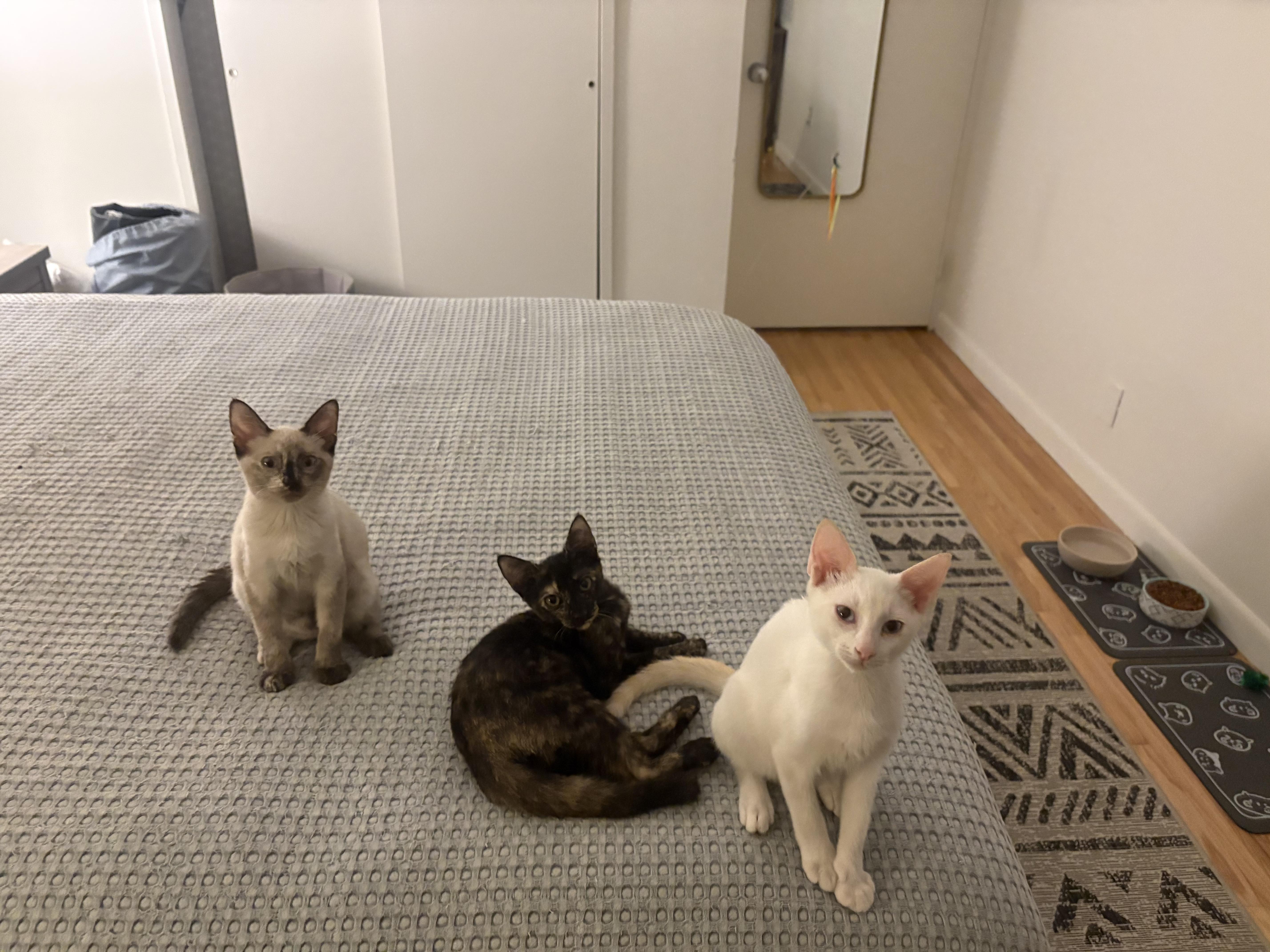 A young medium-sized male Buff & White Domestic Short Hair cat named Jon Snow for adoption in New York, NY