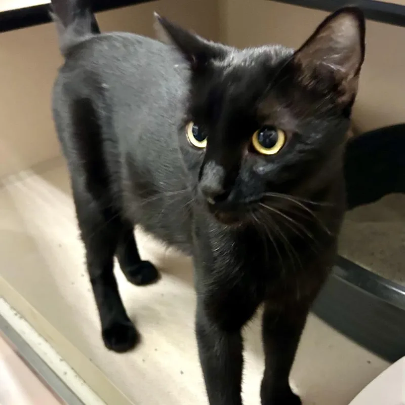 A young small-sized male Black Domestic Short Hair cat named Michael for adoption in Denison, TX