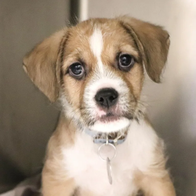 A baby small-sized male Mixed Breed dog named Dj for adoption in Port Washington, NY