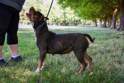An adult large-sized female Fox Terrier dog named Valkyrie for adoption in Yakima, WA