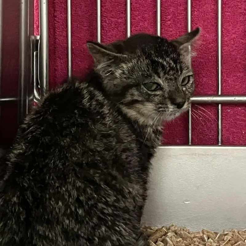 A baby small-sized male Brown / Chocolate Domestic Short Hair cat named Pinball Wizard for adoption in Idaho Falls, ID