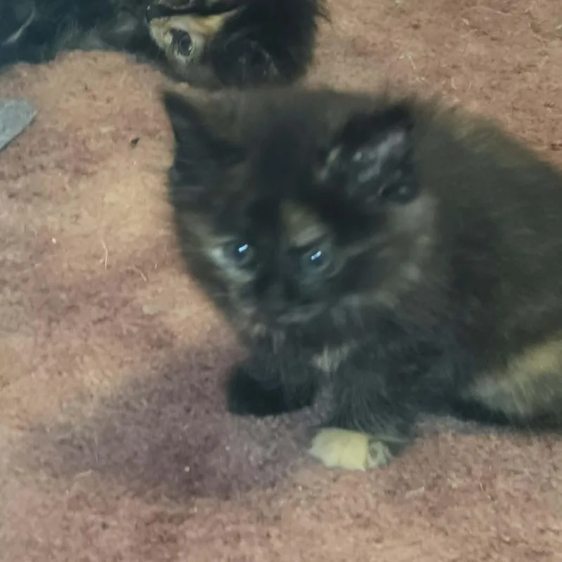A baby medium-sized female Tortoiseshell Domestic Short Hair cat named DixiePawdrey Hepburn for adoption in Rocky Mount, VA