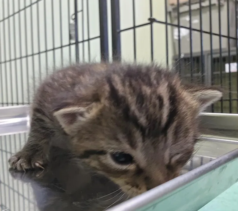 A baby medium-sized female Domestic Short Hair cat named Paper for adoption in Auburn, IN