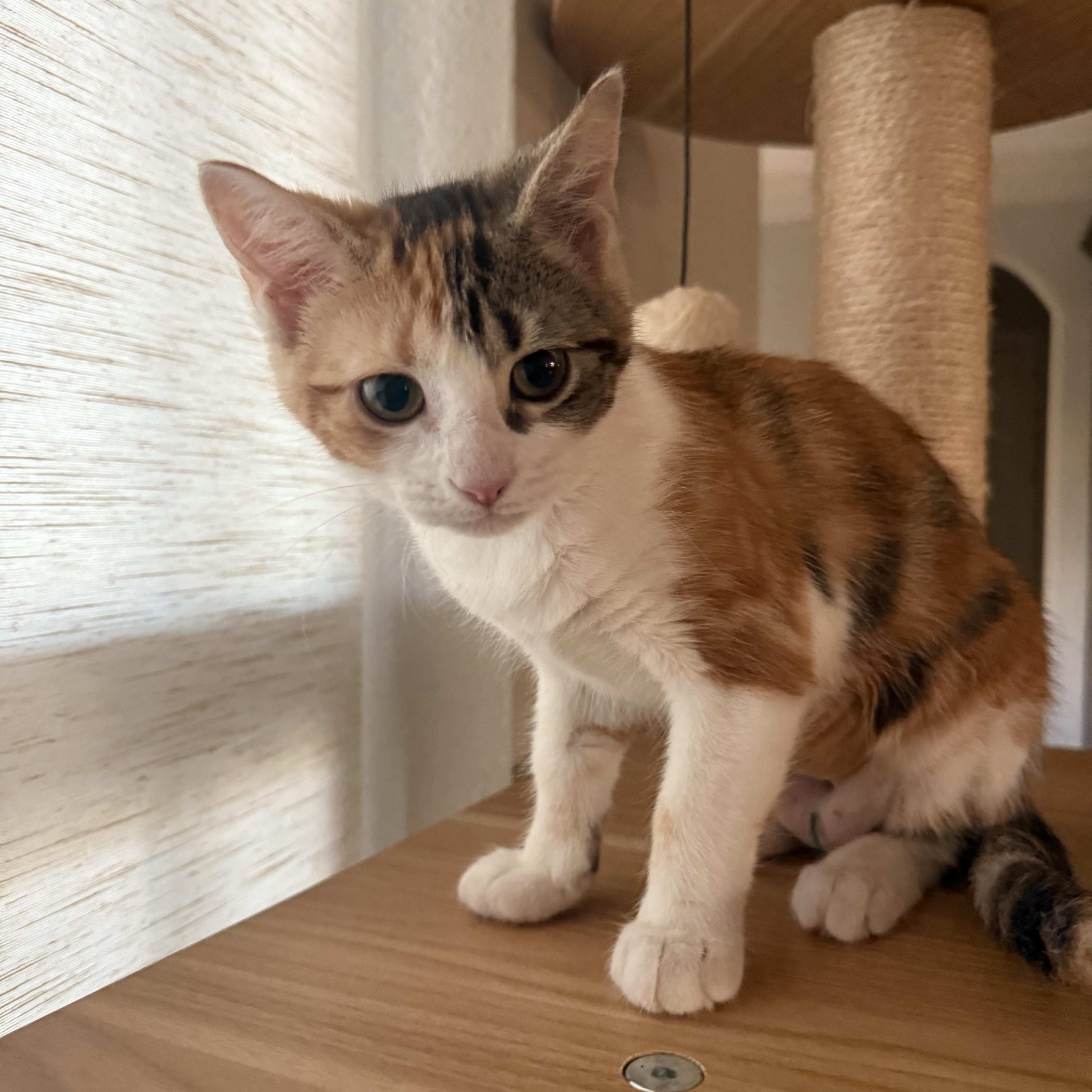 A baby medium-sized female Calico Domestic Short Hair cat named Elisheba ORT for adoption in Missouri City, TX