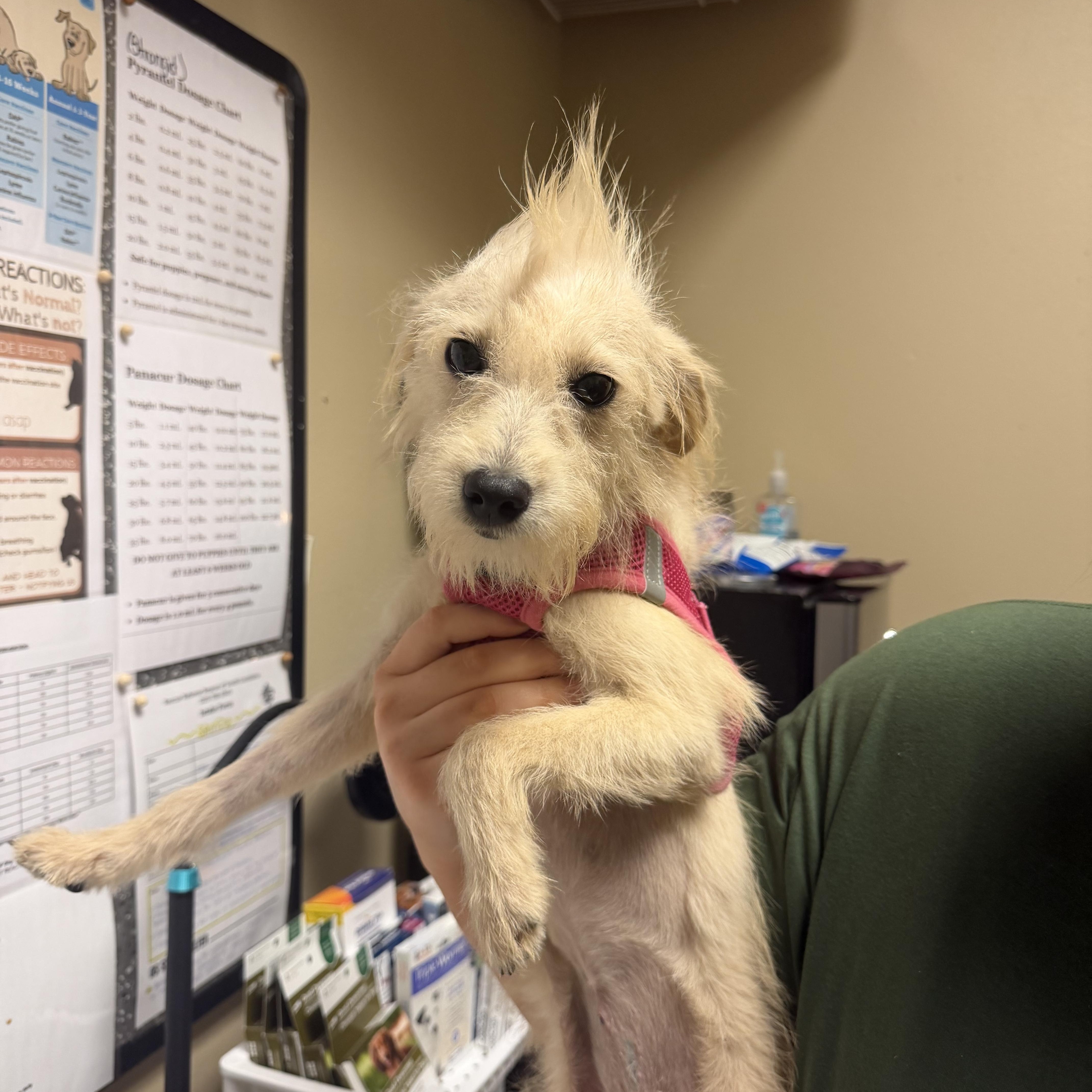 A young small-sized female Wirehaired Terrier dog named Anna for adoption in Walker, LA