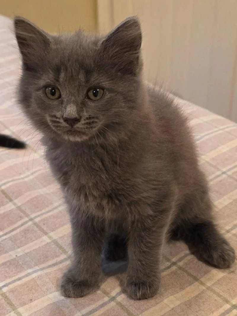 A baby medium-sized male Gray / Blue / Silver Domestic Long Hair cat named Winston for adoption in Holbrook, NY