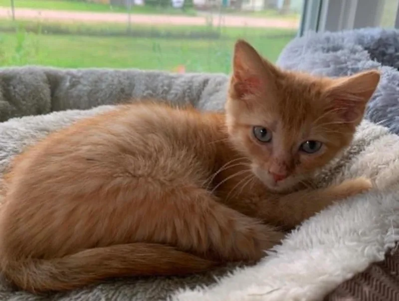 A baby medium-sized male Orange / Red Domestic Short Hair cat named Ruckus for adoption in Battle Creek, MI