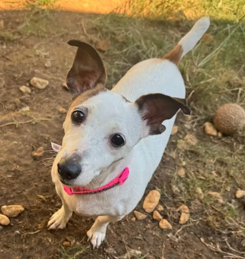 A senior small-sized female White / Cream Jack Russell Terrier dog named Ellie Mae for adoption in Calera, AL