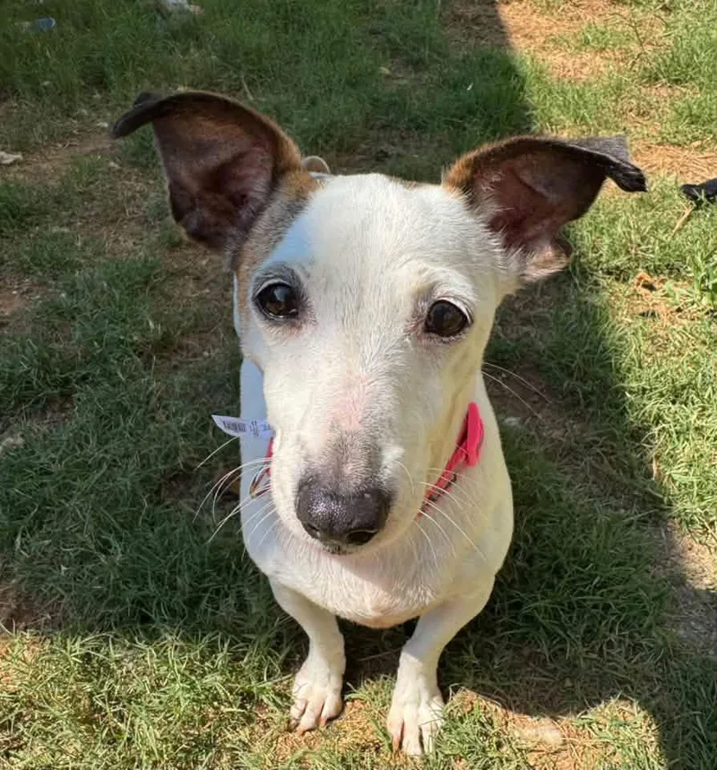 Ellie Mae thumbnail 3