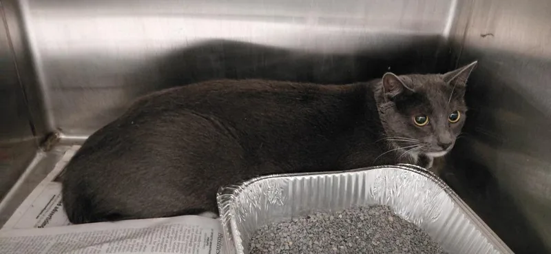 A young small-sized female Domestic Short Hair cat named Princess for adoption in Henderson, NC