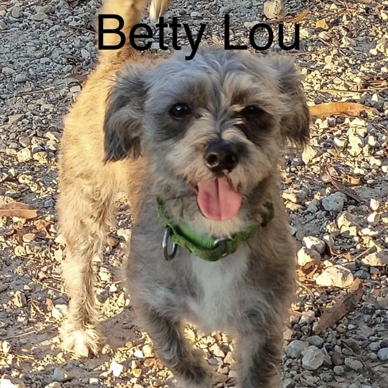 A young small-sized female Terrier dog named Betty Lou for adoption in Logan, UT