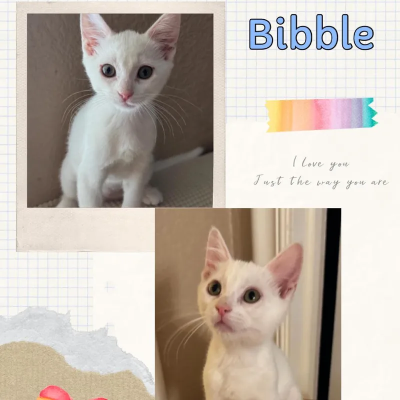 A baby small-sized female White Domestic Short Hair cat named Bibble for adoption in Orangevale, CA