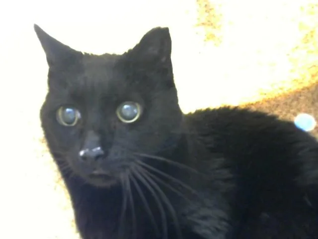 An adult medium-sized male Domestic Short Hair cat named Boopy for adoption in Albuquerque, NM