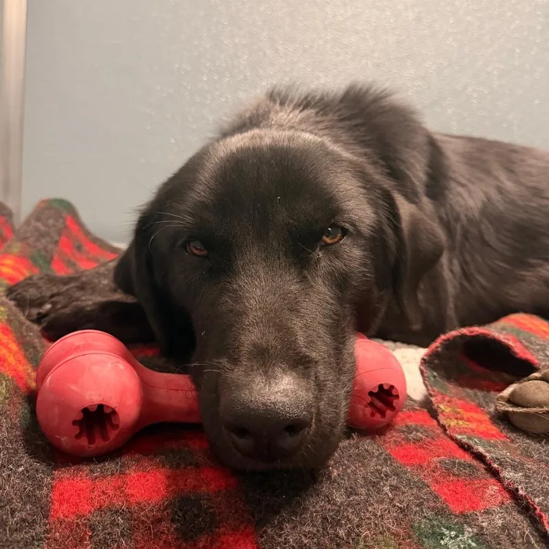 A young medium-sized male Mixed Breed dog named Beetlejuice for adoption in Nashville, TN