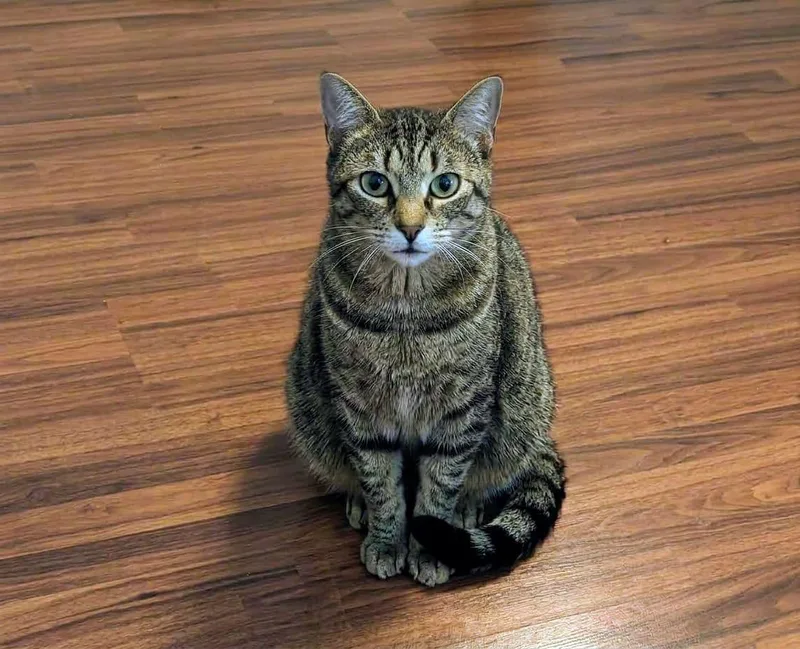 An adult medium-sized female Domestic Short Hair cat named Magic for adoption in Rockwall, TX