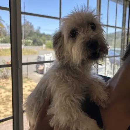 An adult small-sized female White / Cream Terrier dog named Regina for adoption in Sonoma, CA