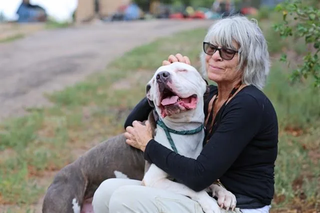 An adult medium-sized male Pit Bull Terrier dog named Hoss for adoption in Albuquerque, NM