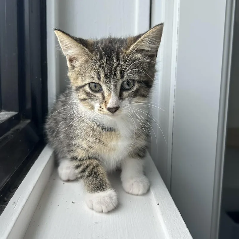 A baby small-sized female Brown / Chocolate Domestic Short Hair cat named Sundae for adoption in St. Louis, MO
