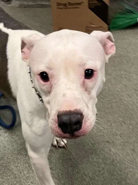 An adult medium-sized female Mixed Breed dog named Dior for adoption in Dallas, TX