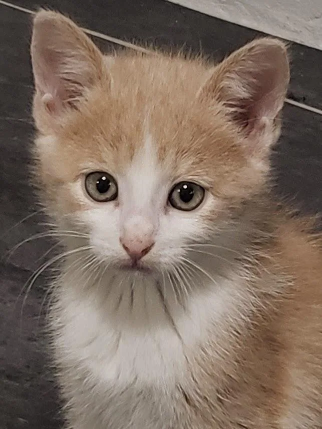 A baby medium-sized male Buff & White Domestic Short Hair cat named Otis for adoption in Minneapolis, MN