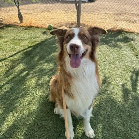 An adult medium-sized male Golden Australian Shepherd dog named Rufus for adoption in Agua Dulce, CA