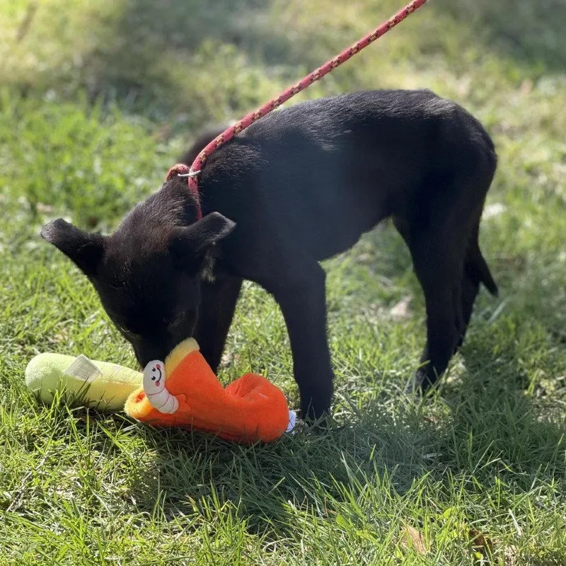 A baby medium-sized female Shepherd dog named Clover for adoption in Locust Fork, AL