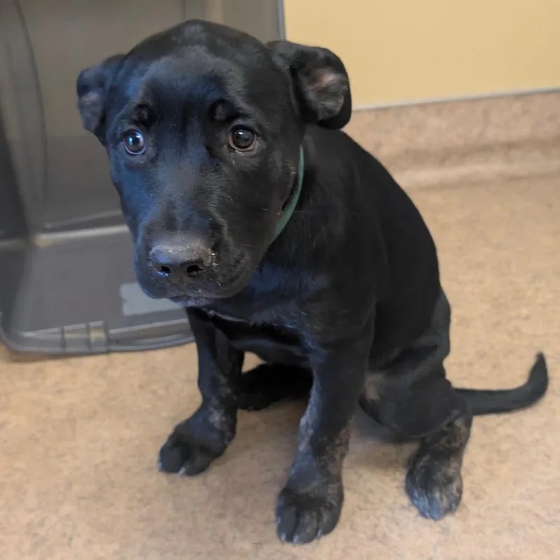 A baby large-sized female Black Cane Corso dog named Dila for adoption in Palm Springs, CA