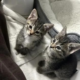 A baby medium-sized female Black Domestic Short Hair cat named Quartz for adoption in Tinley Park, IL