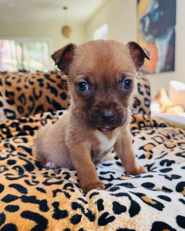 A young small-sized male Brown / Chocolate Chihuahua dog named Barley for adoption in Valley Village, CA