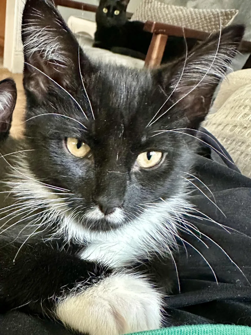 A young medium-sized male Tuxedo cat named Indus for adoption in Wheeling, IL