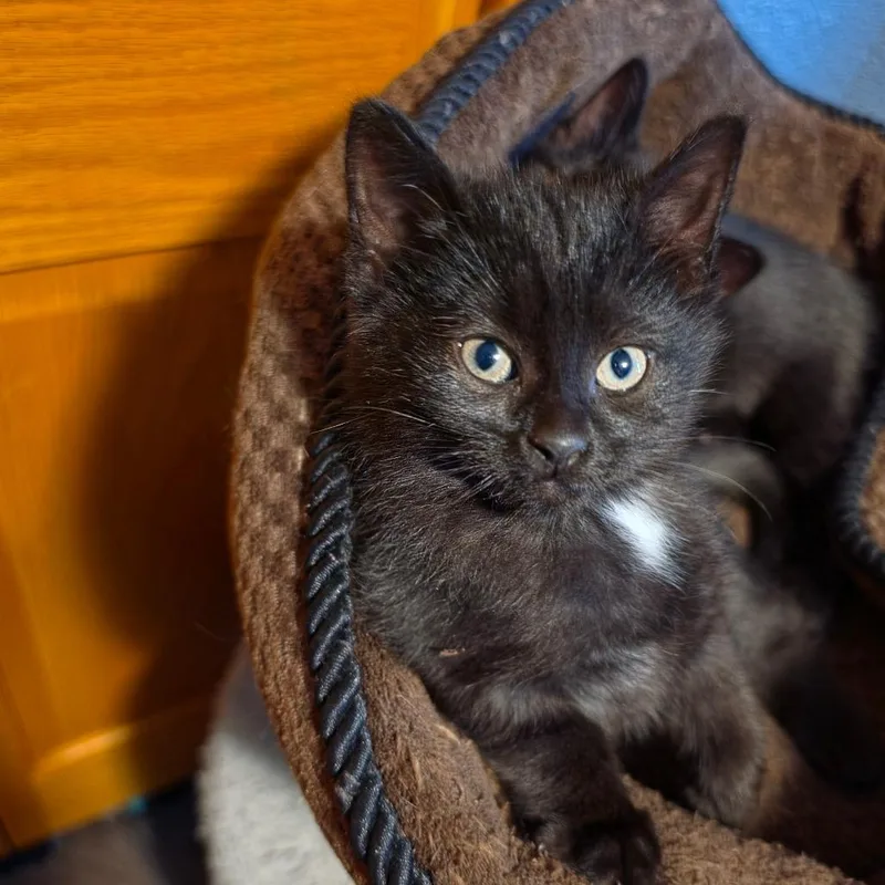 A baby small-sized male Black Domestic Short Hair cat named Tony C for adoption in Princeton, MN