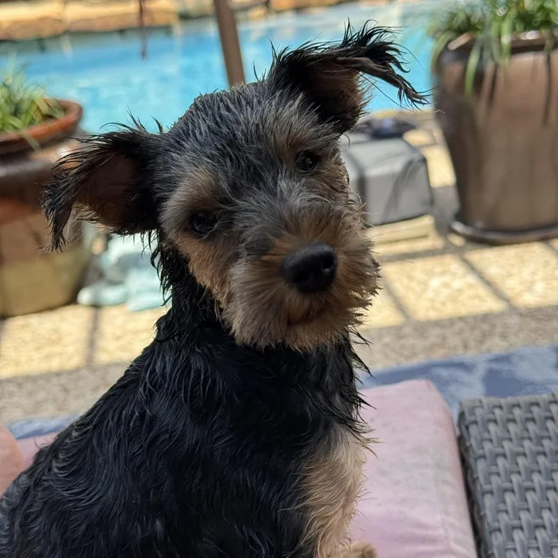 Bonnie
