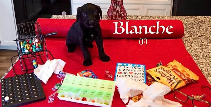 Blanche thumbnail 2