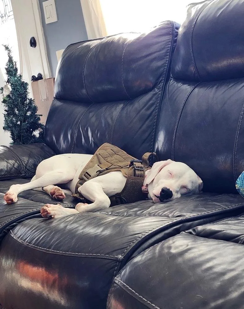 Victoria thumbnail 3