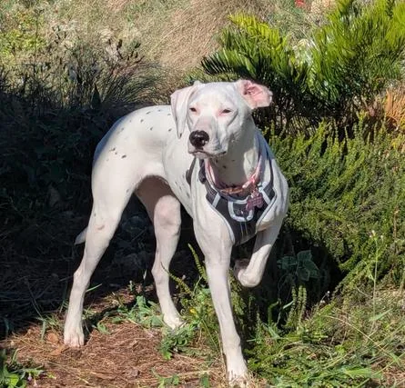 Victoria thumbnail 5