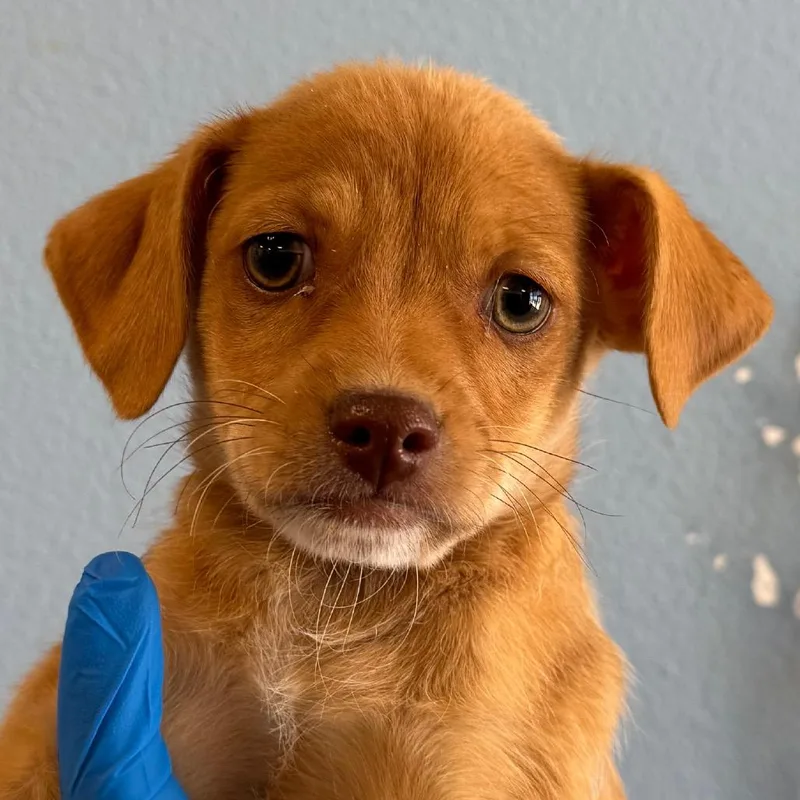 A baby medium-sized male Brown / Chocolate Mixed Breed dog named Macchiato for adoption in Las Cruces, NM