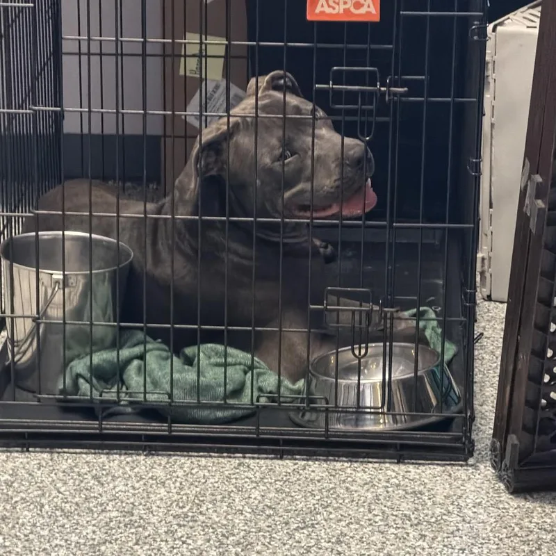 An adult medium-sized male Gray / Blue / Silver Mixed Breed dog named Beau for adoption in Port Charlotte, FL