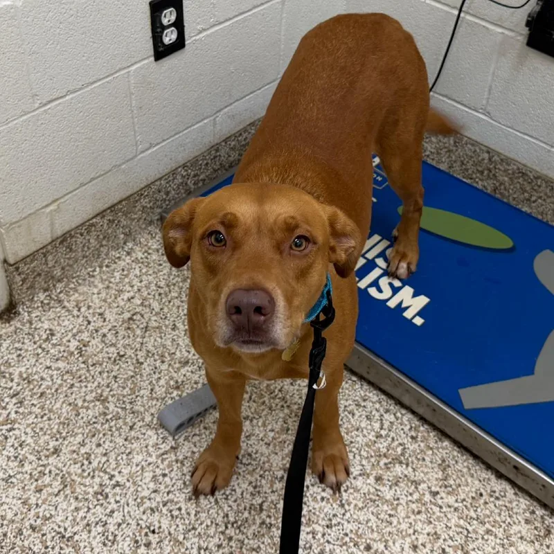 A senior medium-sized female Red / Chestnut / Orange Mixed Breed dog named Lily for adoption in Auburn, AL