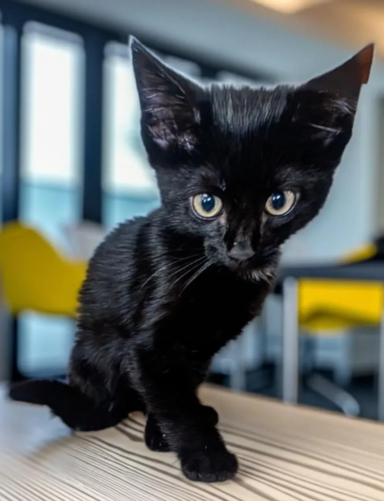 A baby small-sized male Domestic Short Hair cat named Jinx for adoption in Fort Myers, FL
