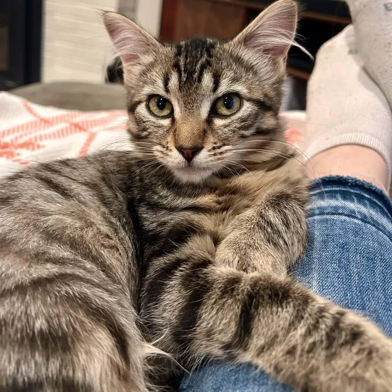 A baby small-sized female Domestic Medium Hair cat named Bo Peep for adoption in Gladstone, OR