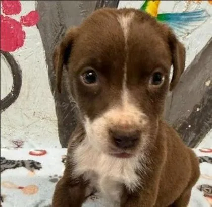 A baby medium-sized male Mixed Breed dog named Gipper for adoption in West Chester, PA