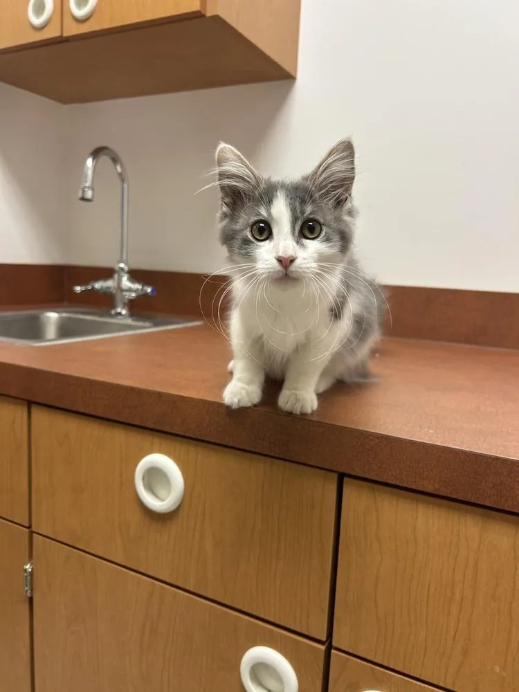 A baby small-sized male Gray & White Domestic Medium Hair cat named Bucky for adoption in Lancaster, CA
